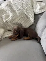 Bruce, a male Miniature Dachshund for sale in Houston, TX – Photo 4 of 7