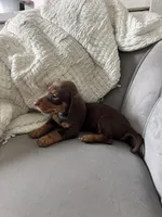 Bruce, a male Miniature Dachshund for sale in Houston, TX – Photo 2 of 7