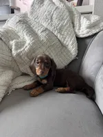 Bruce, a male Miniature Dachshund for sale in Houston, TX – Photo 6 of 7