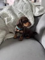 Bruce, a male Miniature Dachshund for sale in Houston, TX – Photo 3 of 7