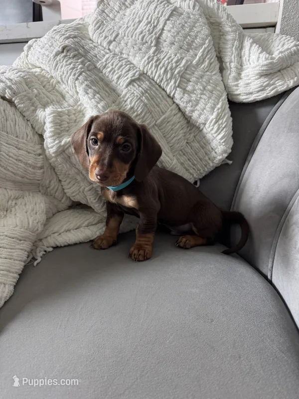Bruce – Miniature Dachshund puppy for sale in Houston, TX