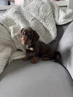 Bruce, a male Miniature Dachshund for sale in Houston, TX – Photo 1 of 7