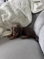 Bruce, a male Miniature Dachshund for sale in Houston, TX – Photo 7 of 7