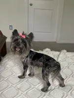 Dior, a female Yorkshire Terrier for sale in Houston, TX – 3 of 5