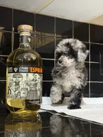 Denver, a female Poodle - Toy  for sale in Houston, TX – 3 of 10