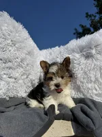 Miracle, a female Yorkshire Terrier for sale in Houston, TX – 5 of 5