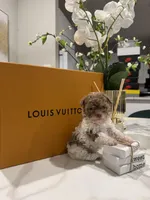 Spice, a female Poodle - Miniature  for sale in Houston, TX – Photo 3 of 3