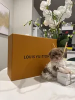 Spice, a female Poodle - Miniature  for sale in Houston, TX – Photo 1 of 3