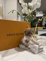 Spice, a female Poodle - Miniature  for sale in Houston, TX – Photo 2 of 3