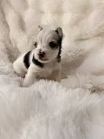 Domino, a male Yorkshire Terrier for sale in Houston, TX – 4 of 9