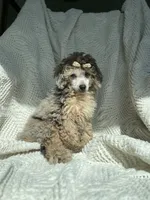 Porche , a male Poodle - Toy  for sale in Houston, TX – 4 of 6