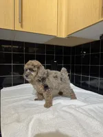 Texas, a male Poodle - Toy  for sale in Houston, TX – 3 of 9