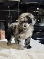 Denver, a female Poodle - Toy  for sale in Houston, TX – 10 of 10