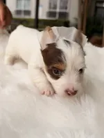 Dove, a female Yorkshire Terrier for sale in Houston, TX – 10 of 10