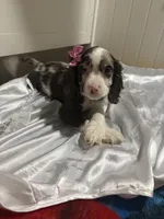 Bridget, a female Cockapoo for sale in Houston, TX – Photo 2 of 2