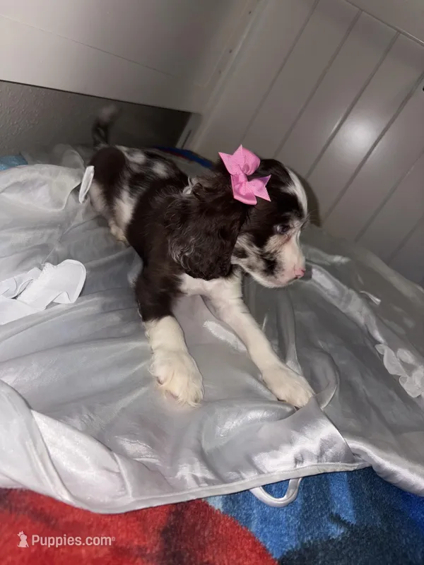 Bridget – Cockapoo puppy for sale in Houston, TX