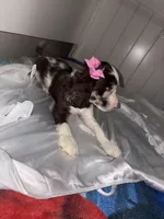 Bridget, a female Cockapoo for sale in Houston, TX – Photo 1 of 2