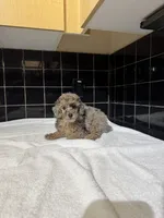 Texas, a male Poodle - Toy  for sale in Houston, TX – 5 of 9