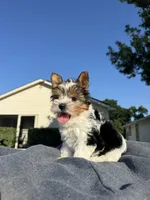 Miracle, a female Yorkshire Terrier for sale in Houston, TX – 4 of 5