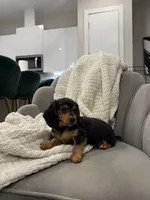 Daisy Doots, a female Miniature Dachshund for sale in Houston, TX – Photo 3 of 10