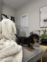 Daisy Doots, a female Miniature Dachshund for sale in Houston, TX – Photo 5 of 10