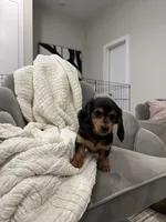 Daisy Doots, a female Miniature Dachshund for sale in Houston, TX – Photo 4 of 10