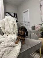 Daisy Doots, a female Miniature Dachshund for sale in Houston, TX – Photo 8 of 10