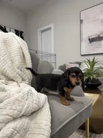 Daisy Doots, a female Miniature Dachshund for sale in Houston, TX – Photo 10 of 10