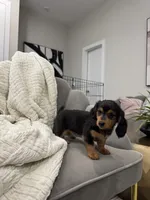 Daisy Doots, a female Miniature Dachshund for sale in Houston, TX – Photo 7 of 10