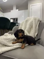 Daisy Doots, a female Miniature Dachshund for sale in Houston, TX – Photo 2 of 10