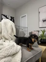 Daisy Doots, a female Miniature Dachshund for sale in Houston, TX – Photo 9 of 10