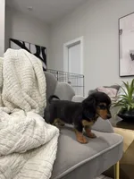 Daisy Doots, a female Miniature Dachshund for sale in Houston, TX – Photo 6 of 10