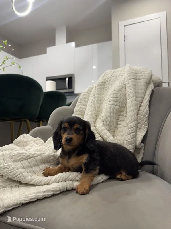 Daisy Doots – Miniature Dachshund puppy for sale in Houston, TX