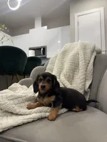 Daisy Doots, a female Miniature Dachshund for sale in Houston, TX – Photo 1 of 10