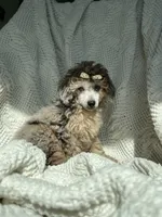 Porche , a male Poodle - Toy  for sale in Houston, TX – 5 of 6
