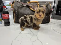 Charles, a male Yorkshire Terrier for sale in Houston, TX – Photo 2 of 2