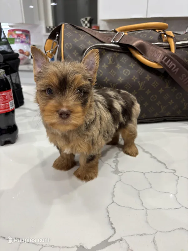 Charles – Yorkshire Terrier puppy for sale in Houston, TX