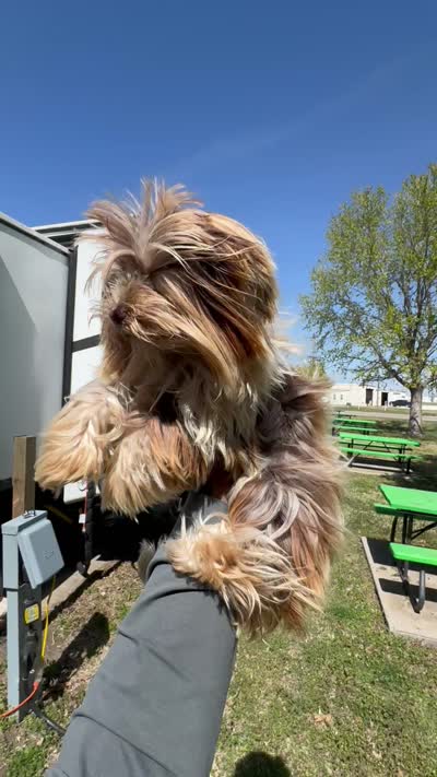 Mama, a female Yorkshire Terrier for sale in Houston, TX – 6 of 6