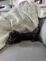 Rachel, a female Miniature Dachshund for sale in Houston, TX – Photo 4 of 6