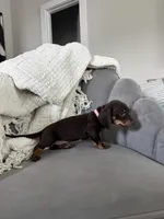 Rachel, a female Miniature Dachshund for sale in Houston, TX – Photo 6 of 6