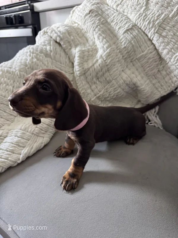 Rachel – Miniature Dachshund puppy for sale in Houston, TX
