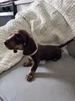 Rachel, a female Miniature Dachshund for sale in Houston, TX – Photo 1 of 6