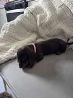 Rachel, a female Miniature Dachshund for sale in Houston, TX – Photo 2 of 6