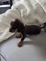 Rachel, a female Miniature Dachshund for sale in Houston, TX – Photo 3 of 6