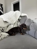 Rachel, a female Miniature Dachshund for sale in Houston, TX – Photo 5 of 6