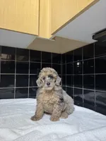 Texas, a male Poodle - Toy  for sale in Houston, TX – 2 of 9
