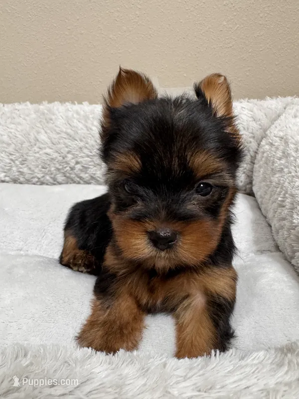 Zues – Yorkshire Terrier puppy for sale in Houston, TX