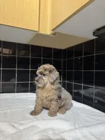 Texas, a male Poodle - Toy  for sale in Houston, TX – 9 of 9