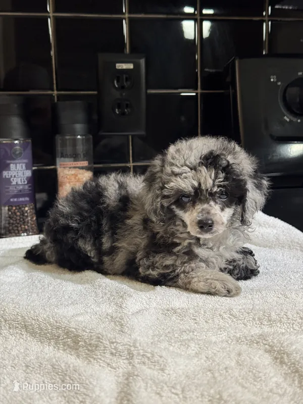 Denver – Poodle - Toy  puppy for sale in Houston, TX