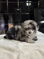 Denver, a female Poodle - Toy  for sale in Houston, TX – 1 of 10